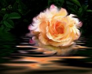 103 - PAINTED ROSE - MAGOR DIANA - united kingdom